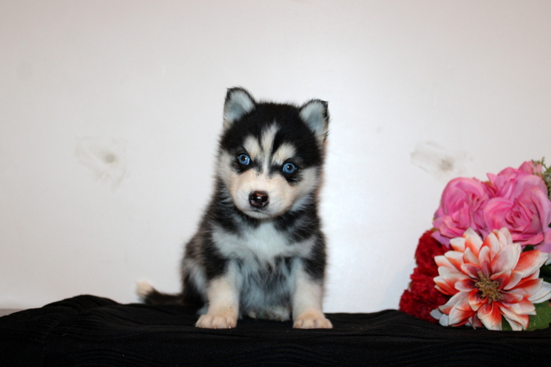 puppy, for, sale, Pomsky, Matthew B. Stoltzfus, dog, breeder, Gap, PA, dog-breeder, puppy-for-sale, forsale, nearby, find, puppyfind, locator, puppylocator, aca